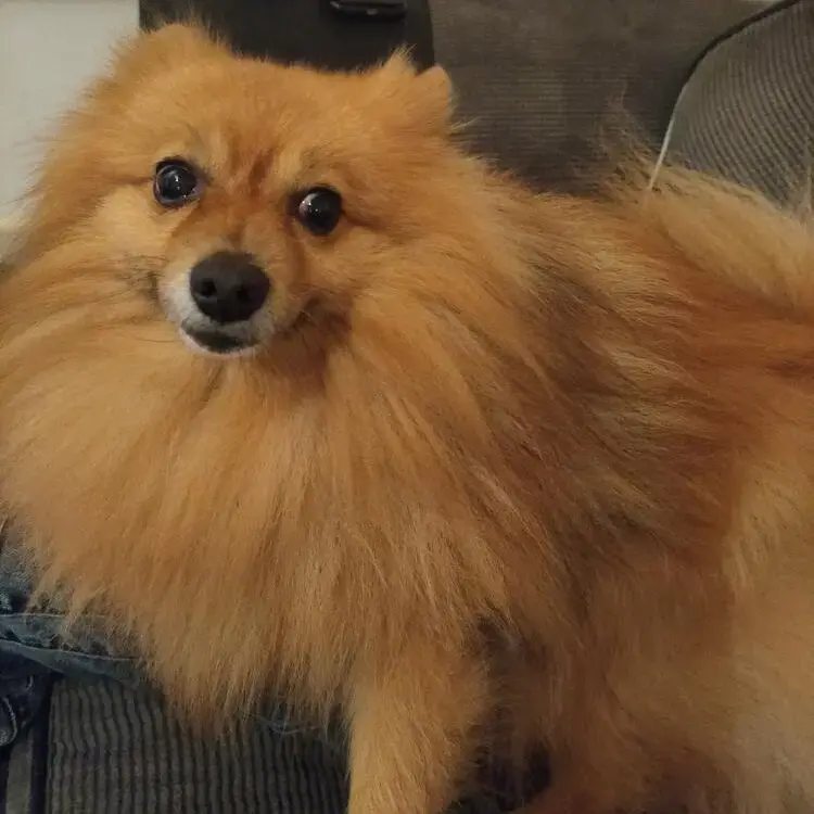 Pomeranian