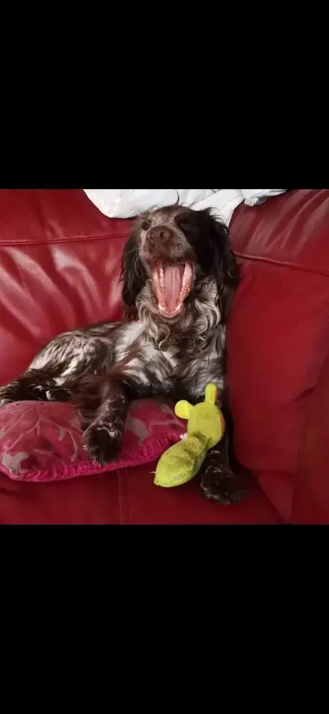 English Springer Spaniel