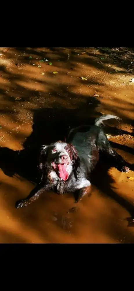 English Springer Spaniel