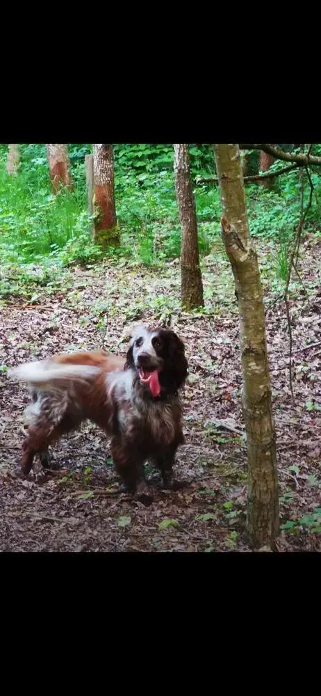 English Springer Spaniel