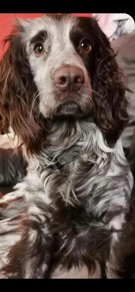 English Springer Spaniel