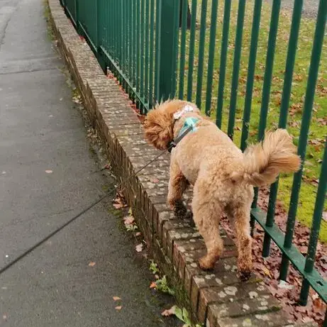 Cockapoo