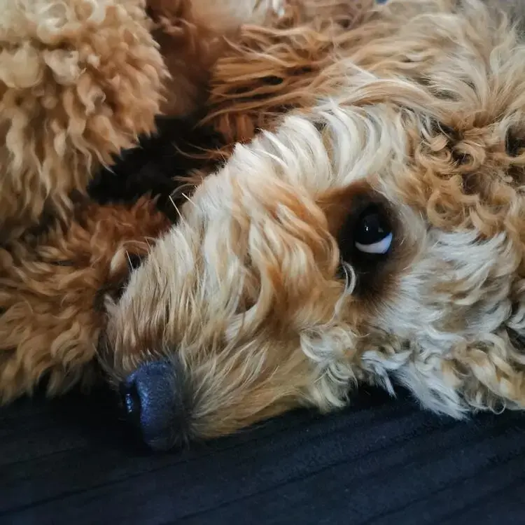 Cockapoo