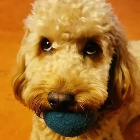 Cockapoo
