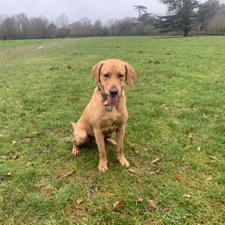 Labrador Retriever