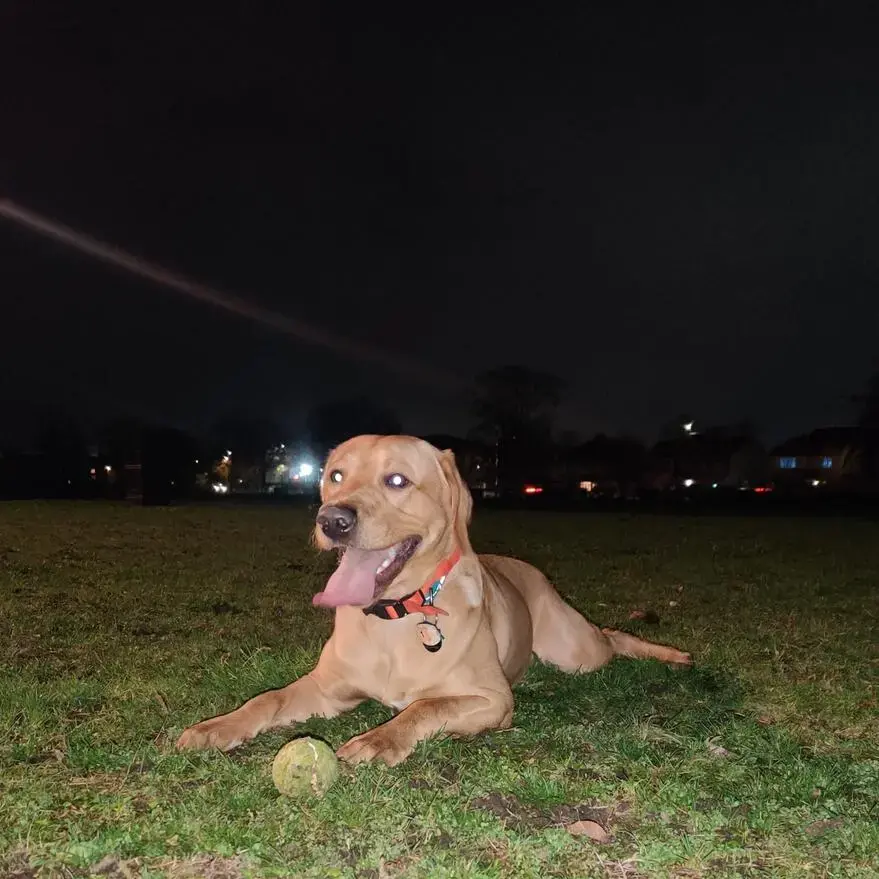Labrador Retriever
