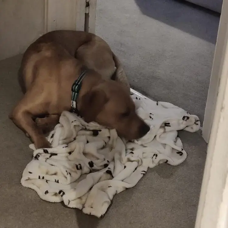 Labrador Retriever