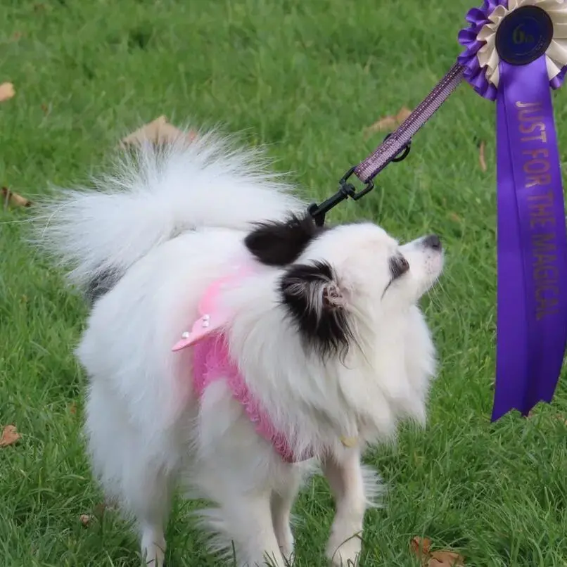 Pomeranian