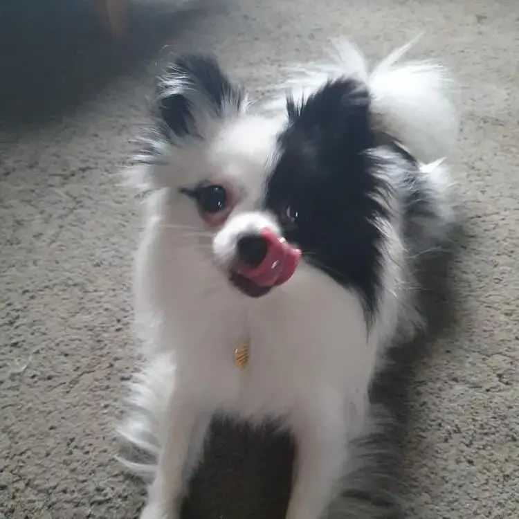 Pomeranian