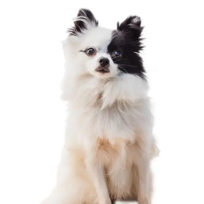 Pomeranian