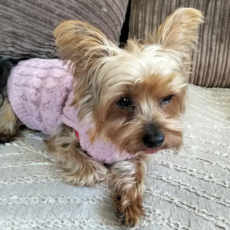 Yorkshire Terrier