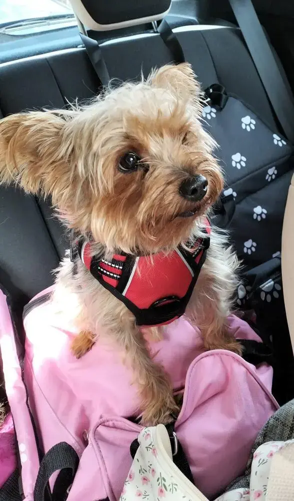 Yorkshire Terrier