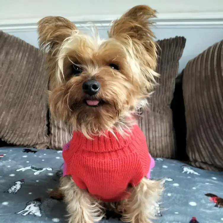 Yorkshire Terrier
