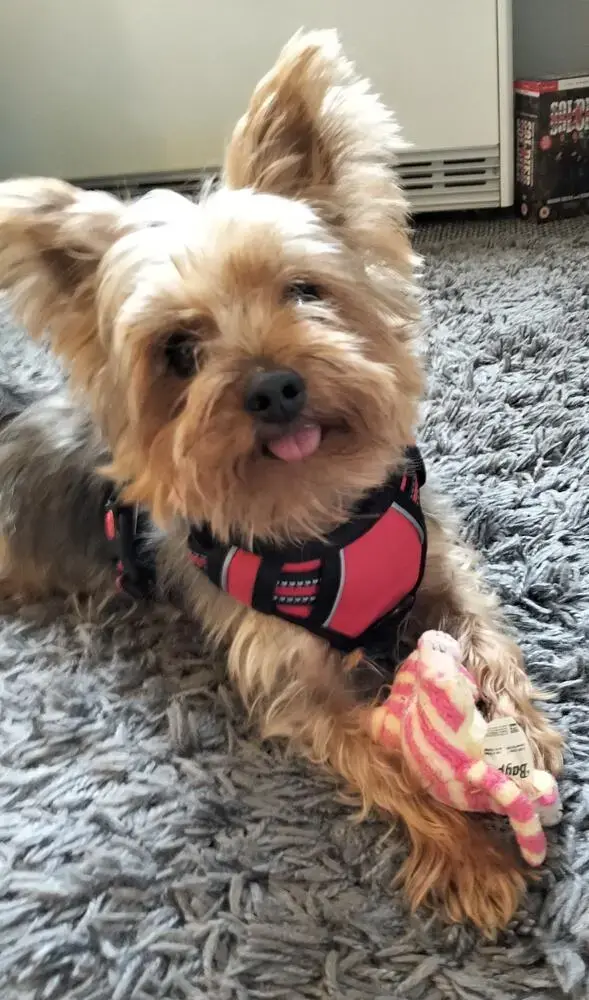 Yorkshire Terrier