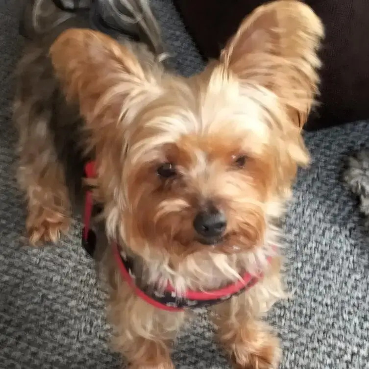 Yorkshire Terrier