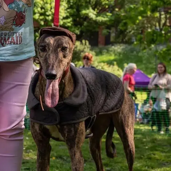 Greyhound