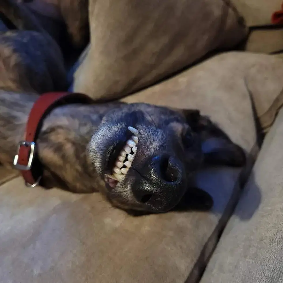 Greyhound