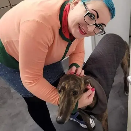 Greyhound