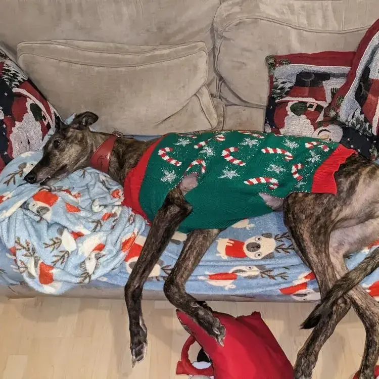 Greyhound