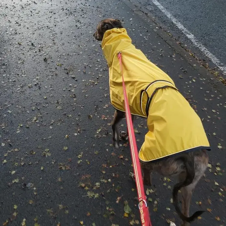 Greyhound