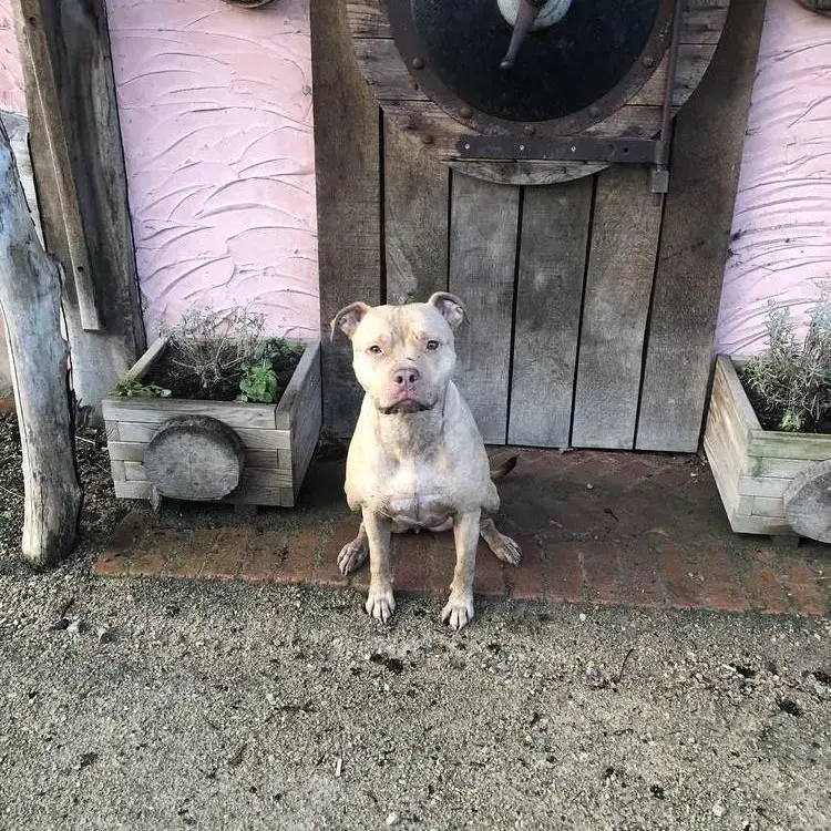 Staffordshire Bull Terrier