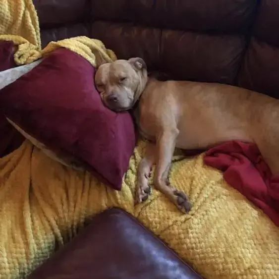 Staffordshire Bull Terrier