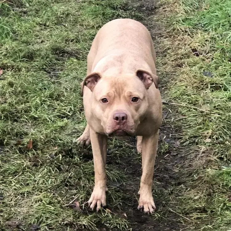 Staffordshire Bull Terrier