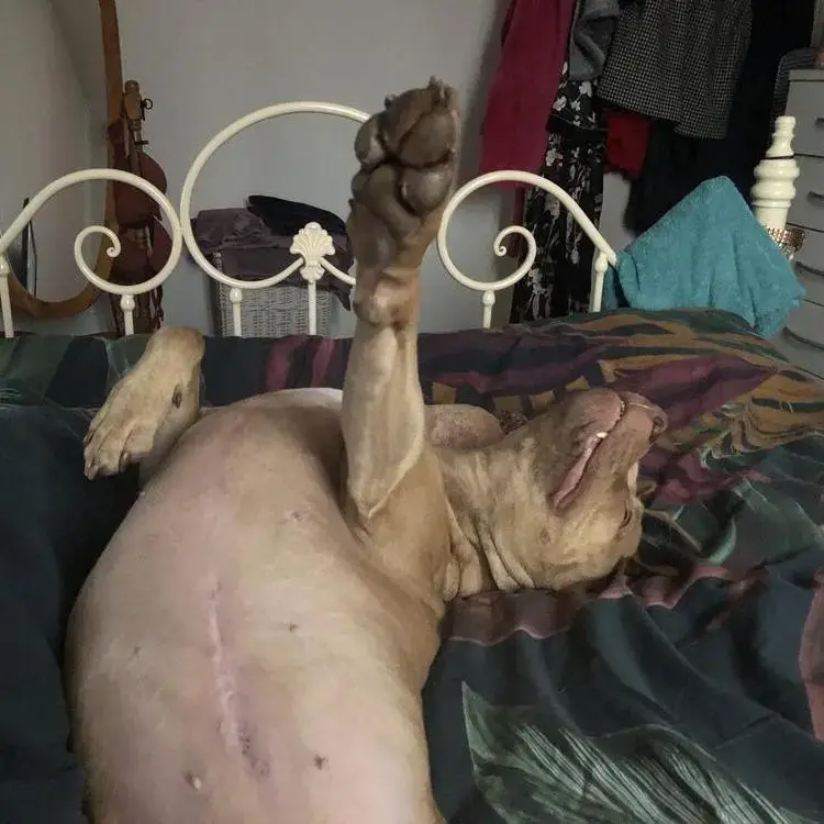 Staffordshire Bull Terrier