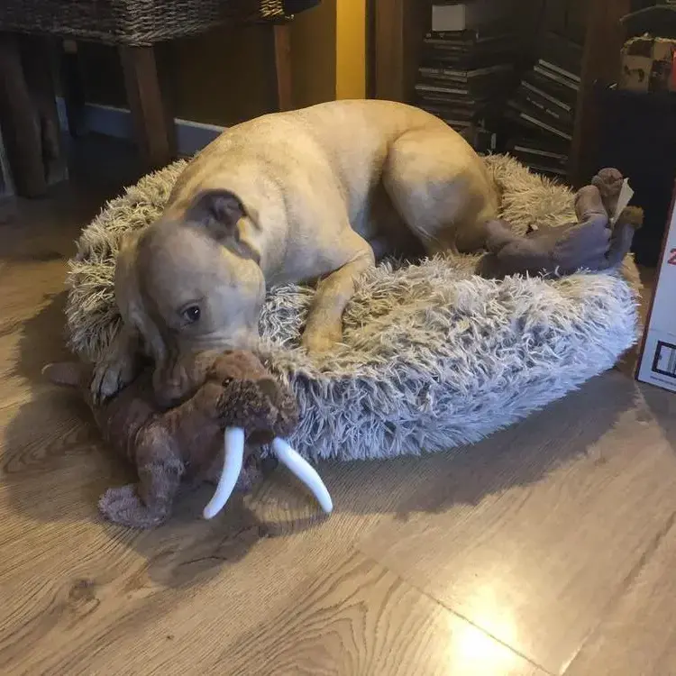 Staffordshire Bull Terrier