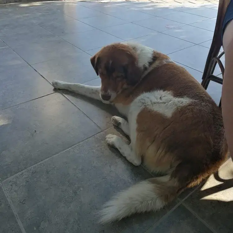 Turkish Kangal