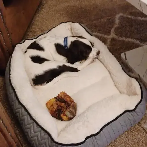 Cocker Spaniel (English)