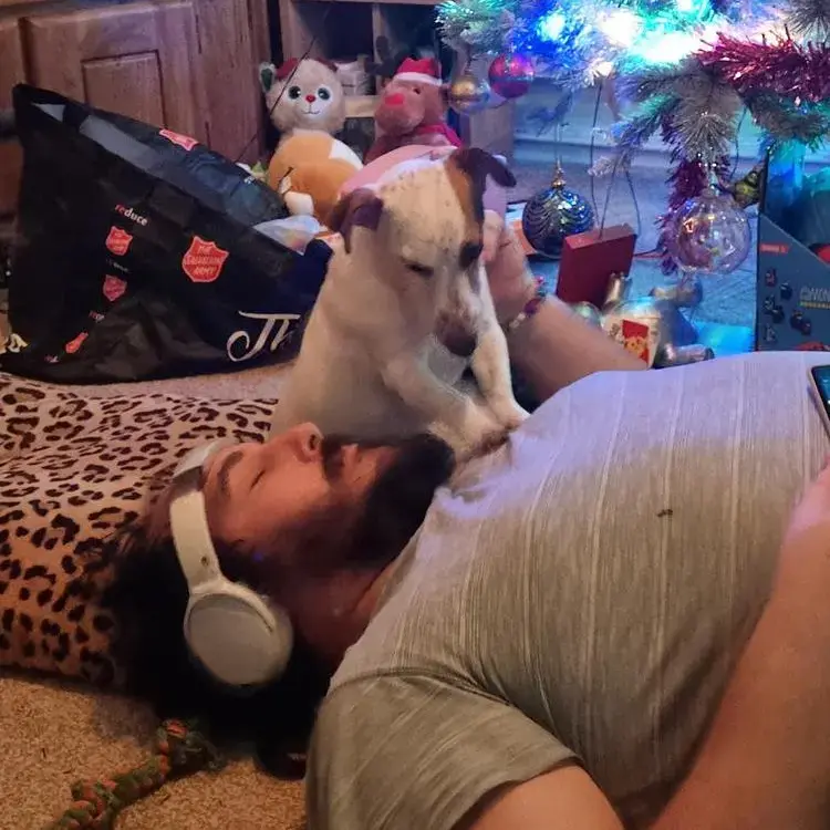 Jack Russell Terrier