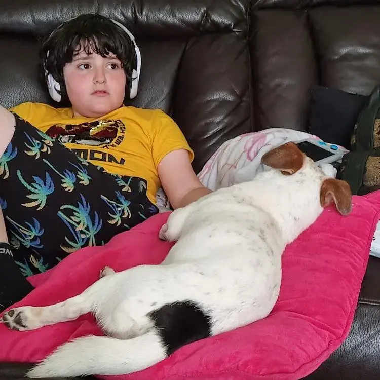 Jack Russell Terrier