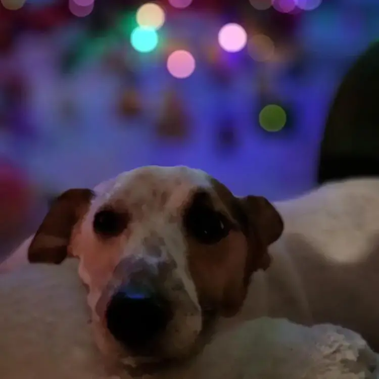 Jack Russell Terrier