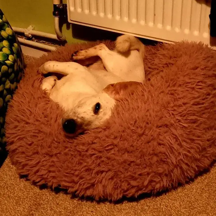 Jack Russell Terrier