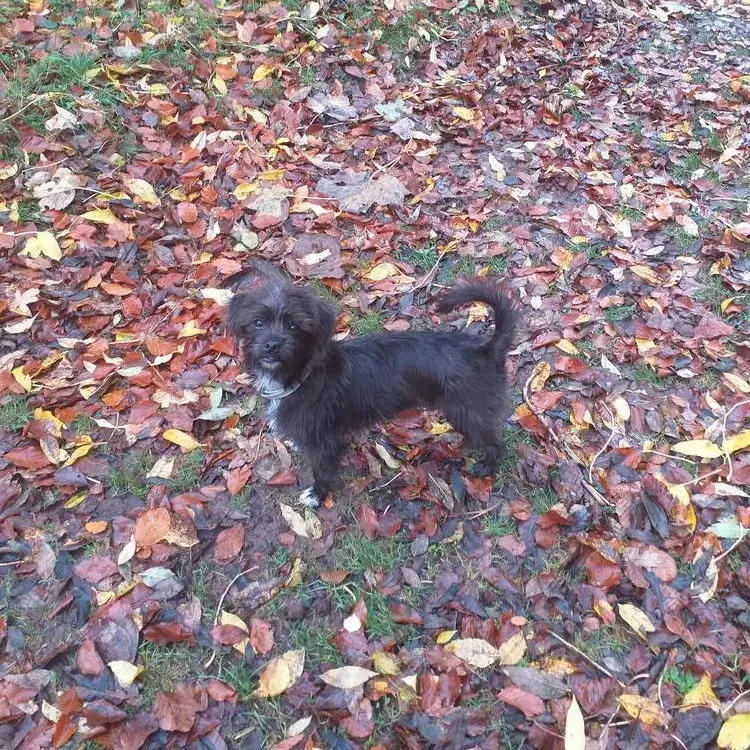 Jack Russell Terrier