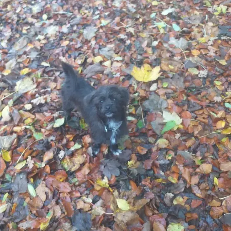 Jack Russell Terrier