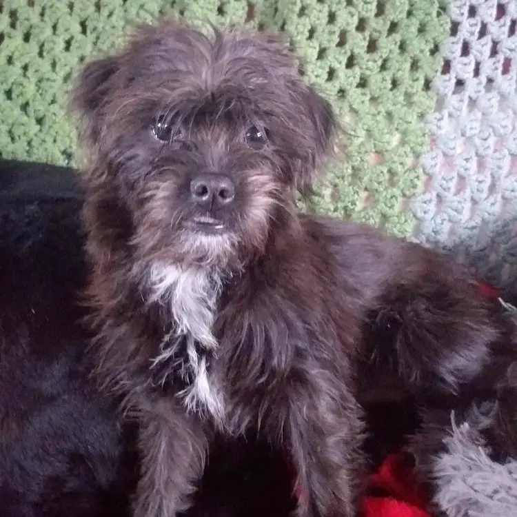 Jack Russell Terrier