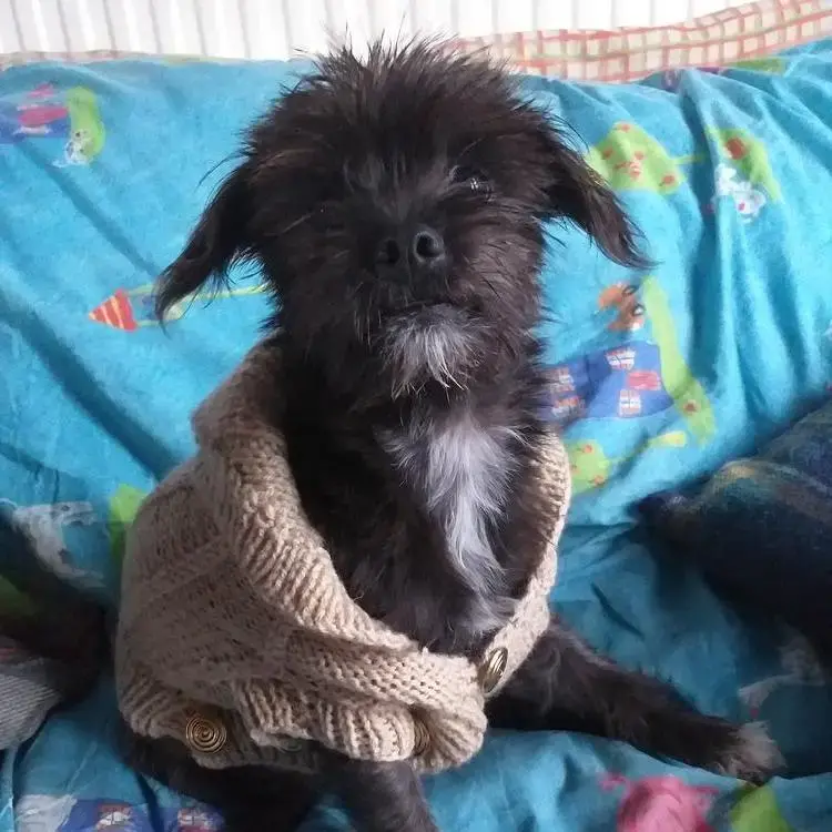 Jack Russell Terrier