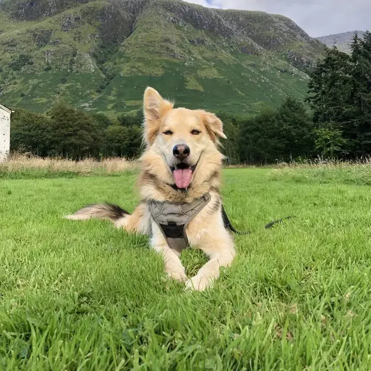 Siberian Husky