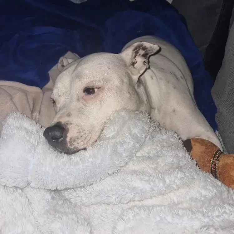 Staffordshire Bull Terrier