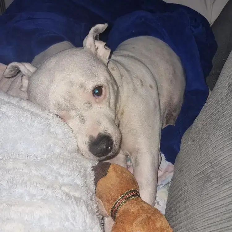 Staffordshire Bull Terrier