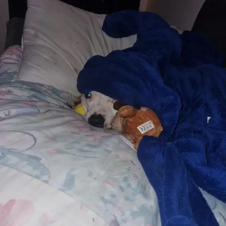 Staffordshire Bull Terrier