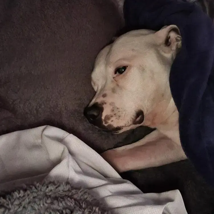 Staffordshire Bull Terrier