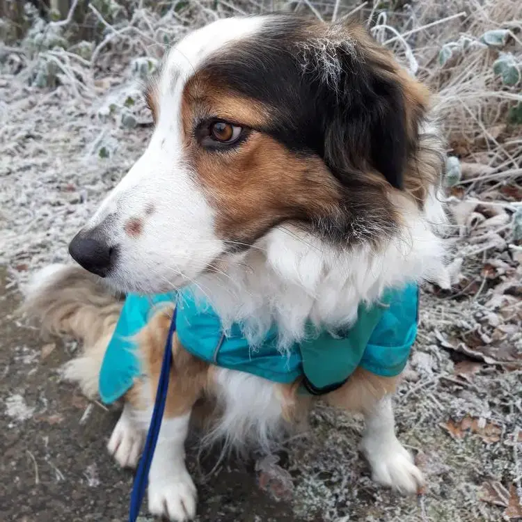Border Collie