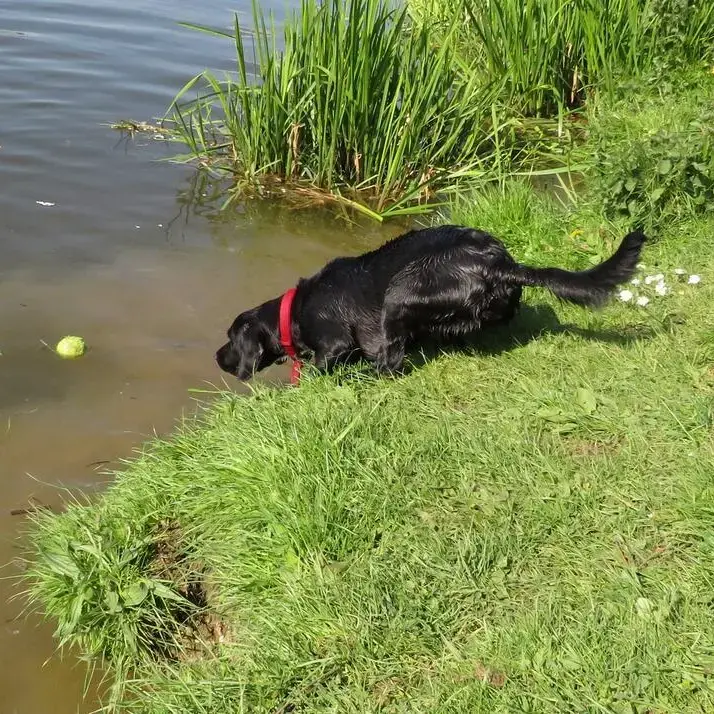 Labrador Retriever