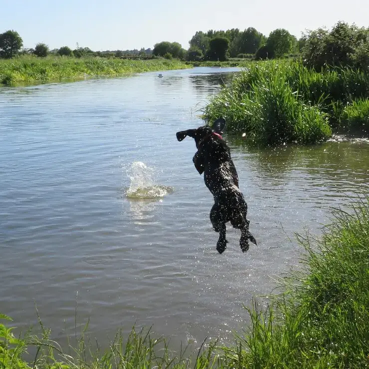 Labrador Retriever