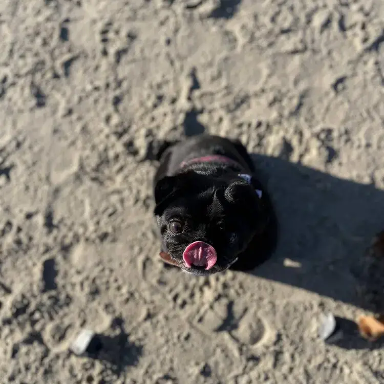 Pug