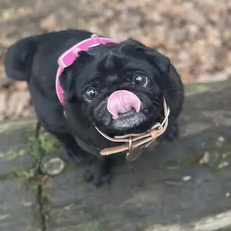 Pug