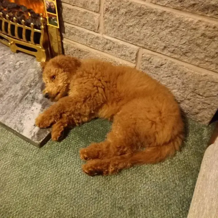 Poodle (Miniature)